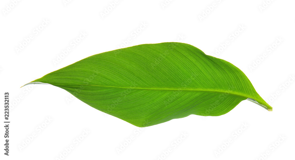 Fototapeta premium Fresh tropical leaf on white background