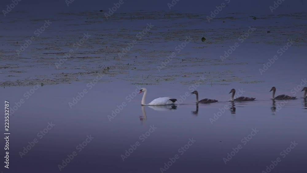 family swans swimming in the pond family swans swimming in the pond