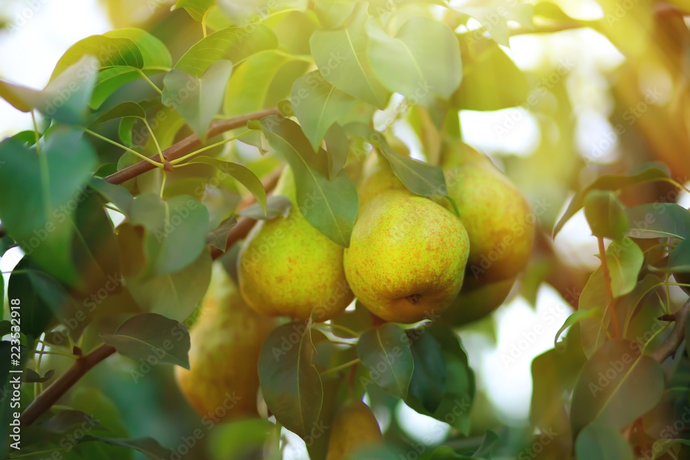 Ripe juicy pears on tree branch in garden Ripe juicy pears on tree branch in garden