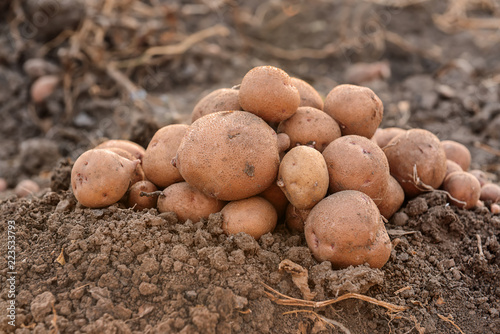 Heap of fresh potatoes on soil outdoors