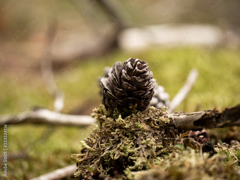 herbst herbst