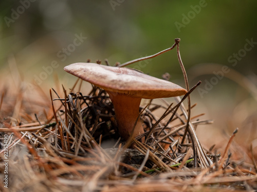mushroom