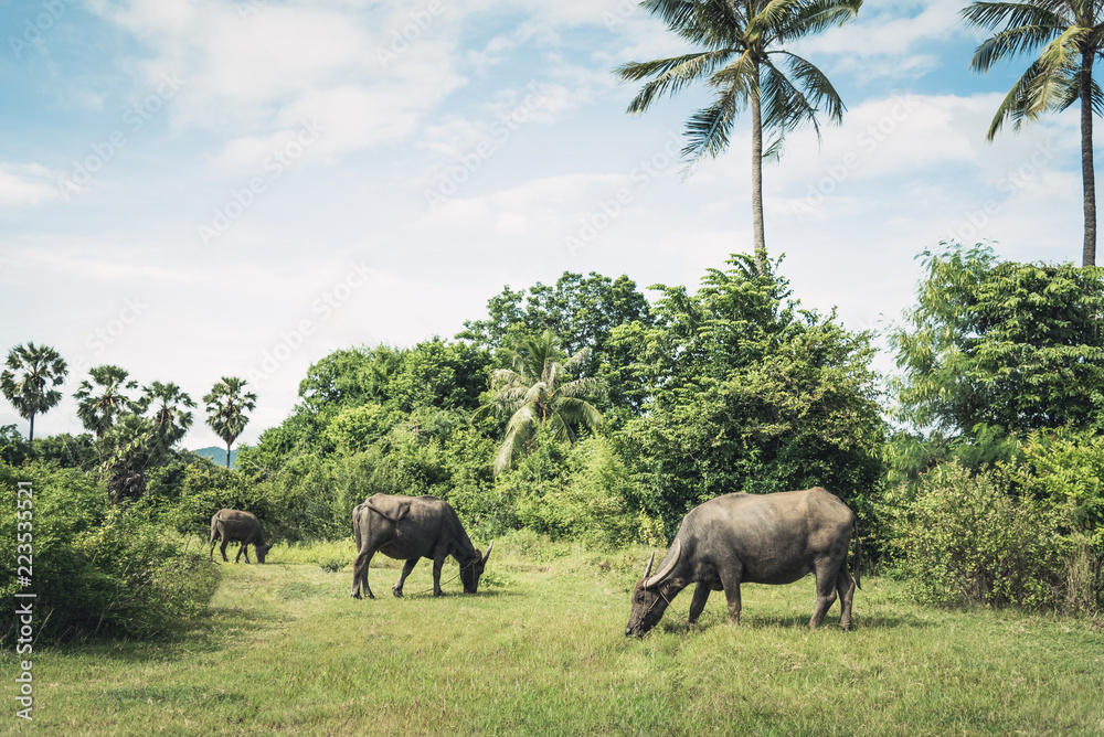 Naklejka premium Buffaloes herd in meadow grass field. Buffaloes eating grass between nature and coconut palm tree and blue sky with cloudy background. Animal and mammal concept. Travel in Thailand. Vintage lands