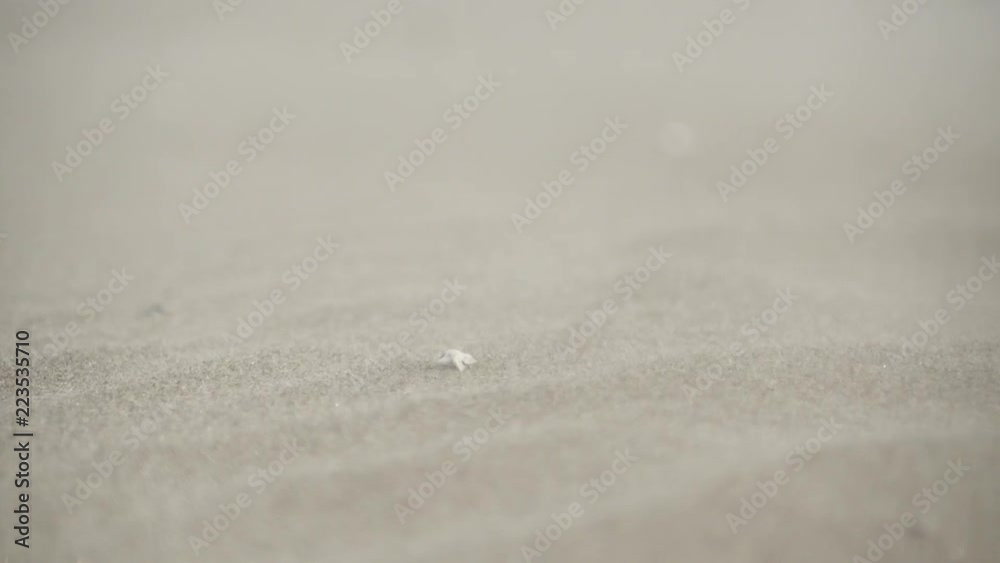 Close up very windy beach sand Close up very windy beach sand