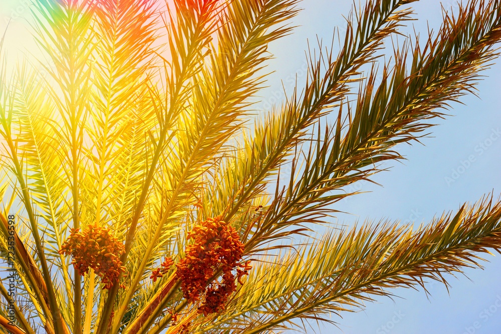 Fototapeta premium Palm tree / Palm