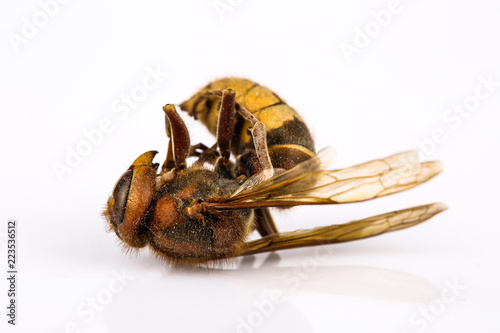Dead Wasp