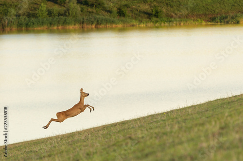 Deer running in the field