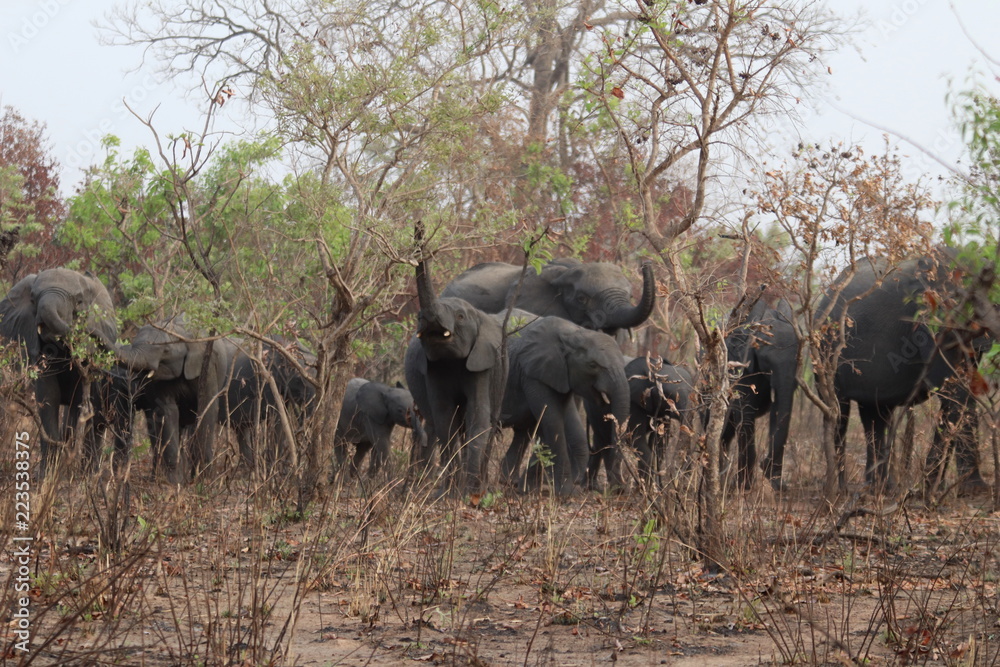 Fototapeta premium Repas des pachydermes