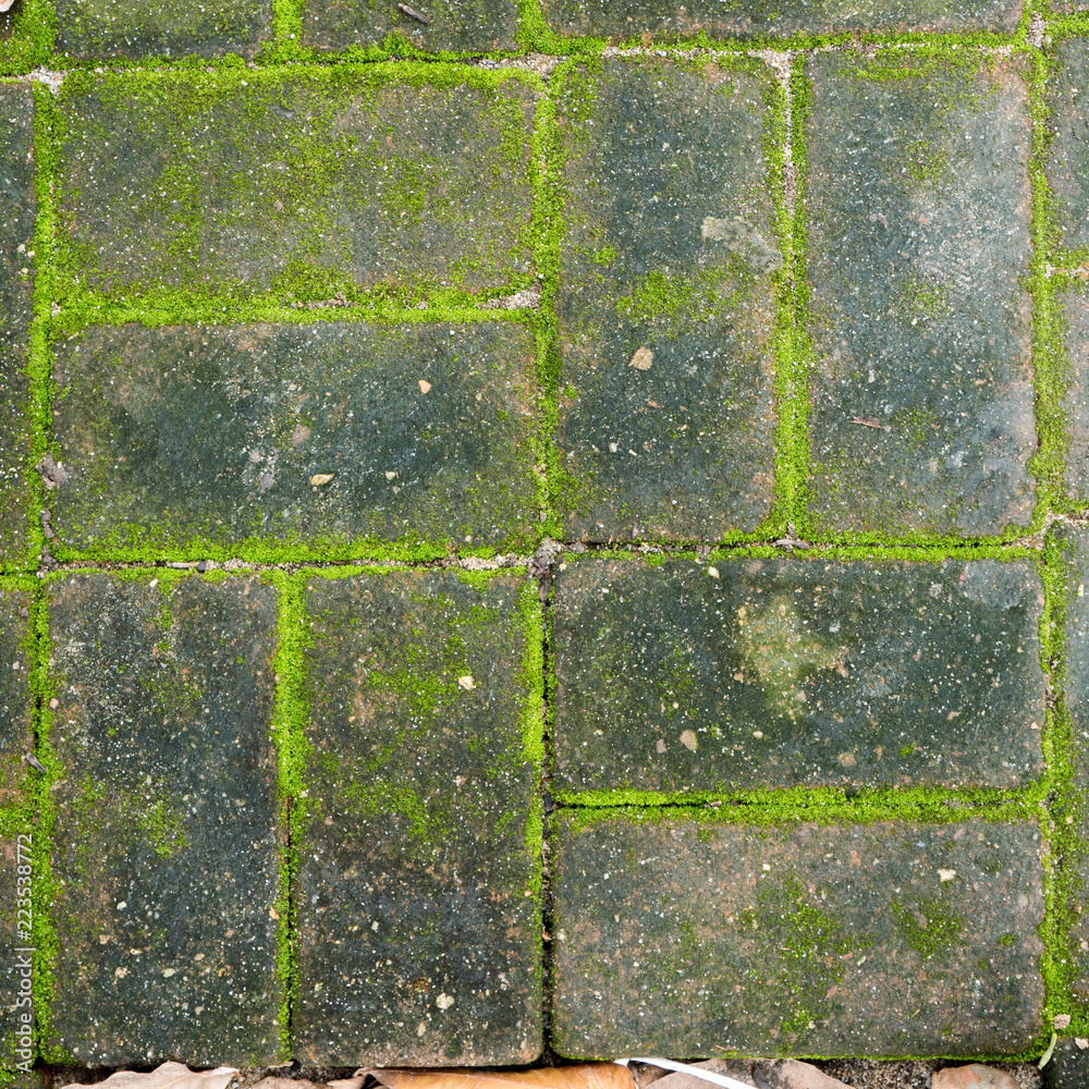 Obraz premium Ground stone overgrown with moss