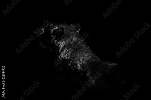 Slika na platnu panther ambush  isolated on black background