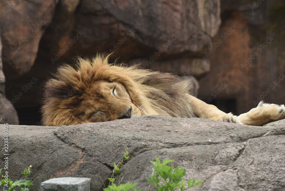 Naklejka premium 昼寝するライオン
