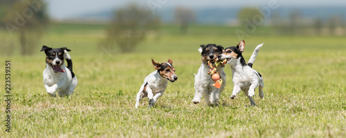 A pack of dogs is racing and playing - 4 Jack Russell tricolor pedigree dogs - Hair style smooth, rough and broken