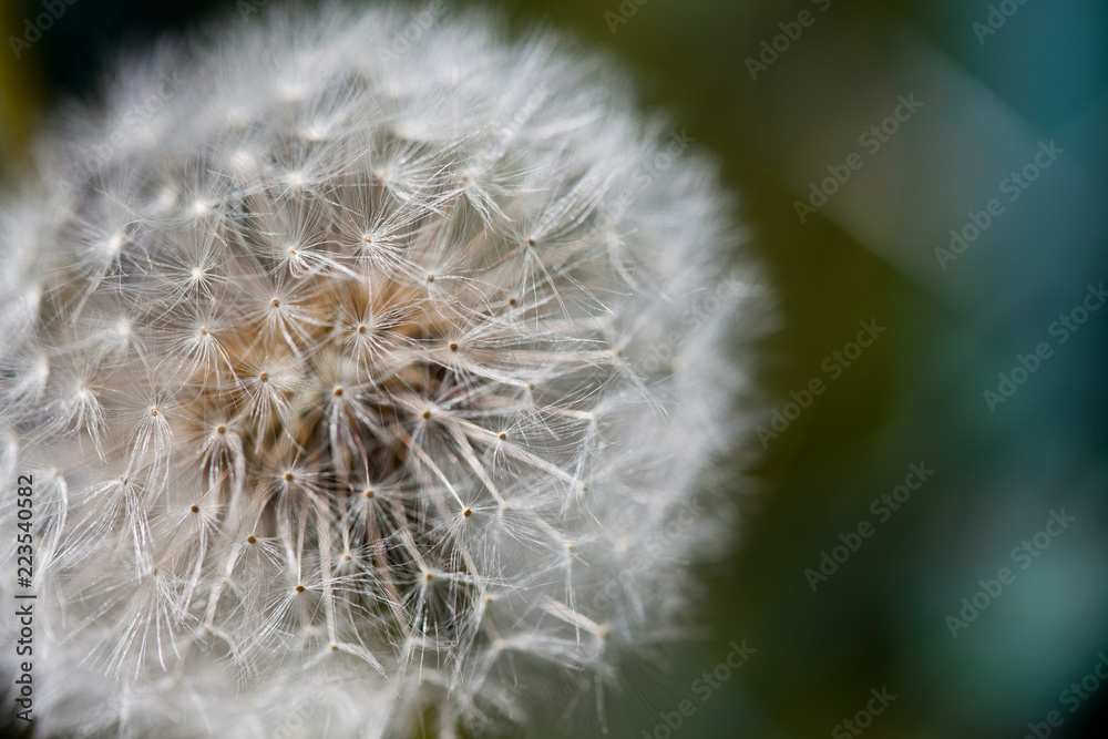 Fototapeta premium mniszek lekarski