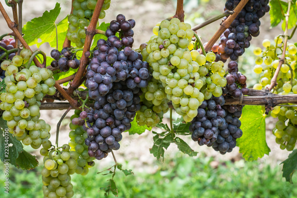 Pinot Grigio grape variety. Pinot Grigio is a white wine grape variety that is made from grapes with grayish, white red, and or purple skins. Trentino Alto Adige, Italy. Guyot Vine Training System Pinot Grigio grape variety. Pinot Grigio is a white wine grape variety that is made from grapes with grayish, white red, and or purple skins. Trentino Alto Adige, Italy. Guyot Vine Training System