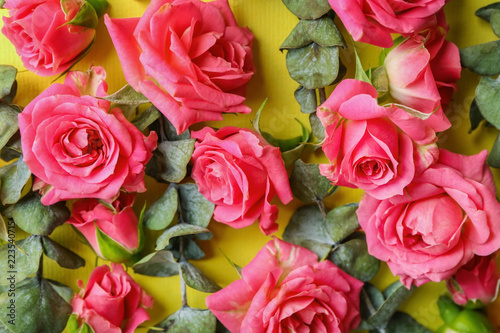 Beautiful blooming roses and leaves on color background