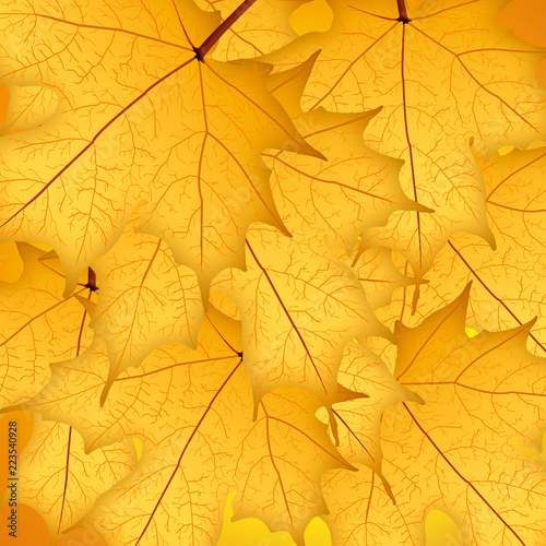 Autumn yellow maple leaves on yellow background. Illustration.  Background.