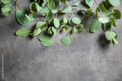 Eucalyptus branches with fresh green leaves on grey background photo