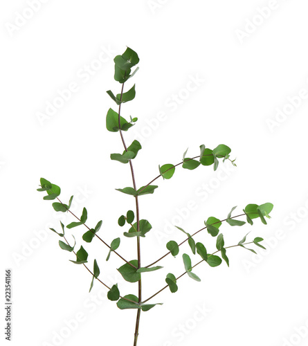 Eucalyptus branch with fresh leaves on white background