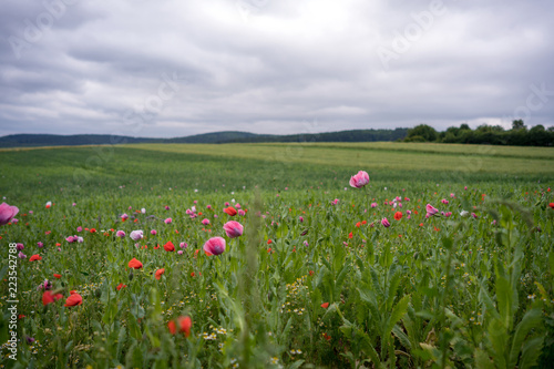 Poppy flower field under grey sky.
