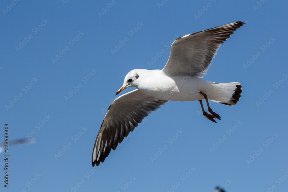 Fototapeta premium White seagull flying in the blue sky