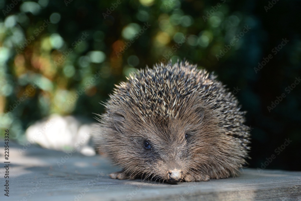 Obraz premium Süßer Igel von vorne, sitzt vor grünerm Natur Bokeh