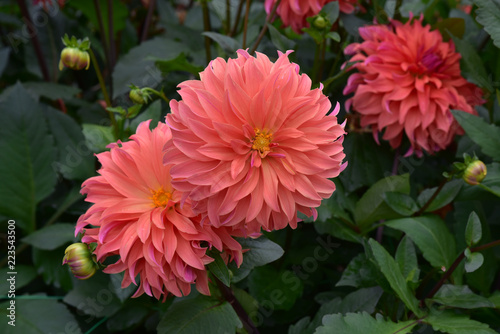 Fototapeta Naklejka Na Ścianę i Meble -  Dahlia rose en été