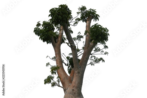 Top of Boabab tree isolated on white background.