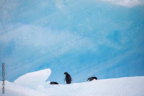 penguin in the arctic