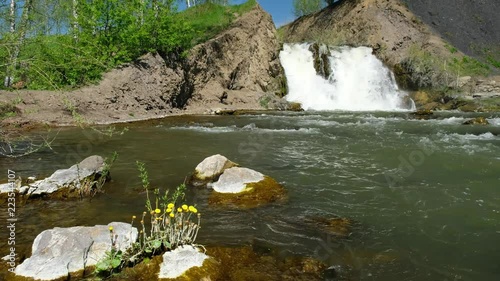 Tussilago farfara or coltsfoot flowers on stones on waterfall background photo