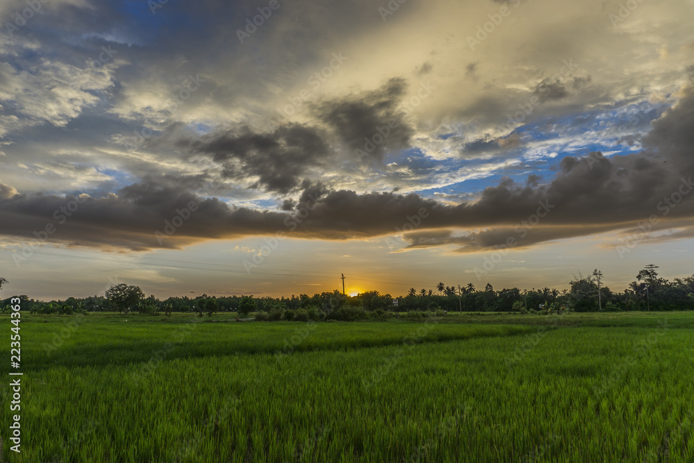 sunset on the middle of green paddy fields