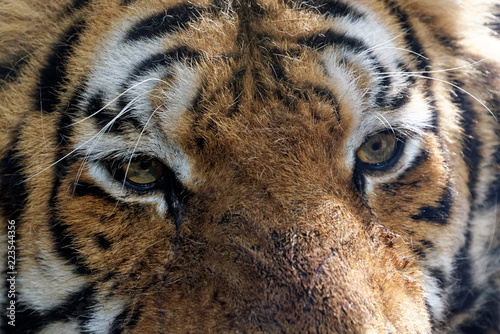 Fototapeta Naklejka Na Ścianę i Meble -  Siberian tiger