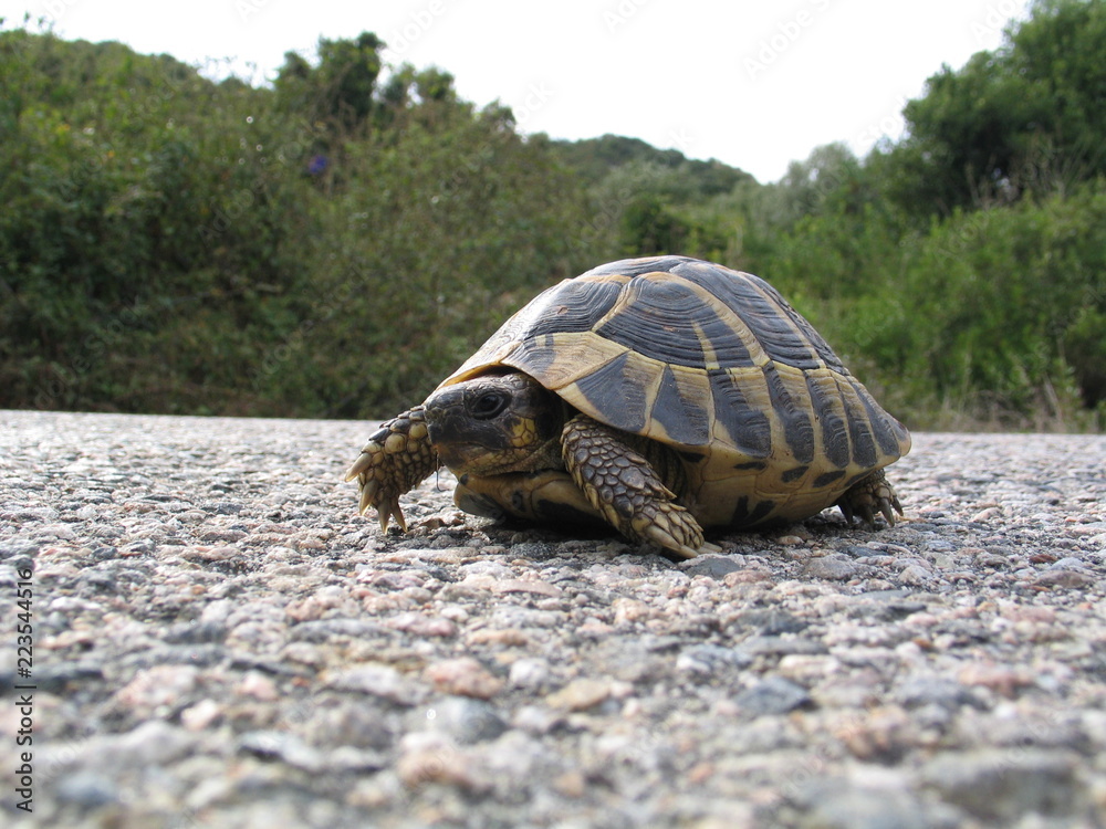 Fototapeta premium Turtle - Corsica - France