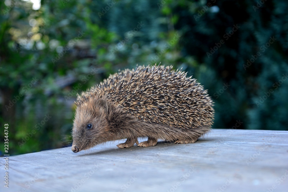 Obraz premium Igel läuft auf Holztisch vor grüner Natur