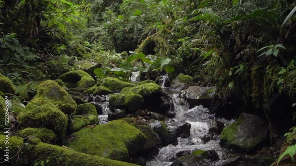 A clearwater stream flowing in slow motion through montane rainforest at 1.900m elevation in the Cordillera del Condor, a site of high biodiversity and endemism in southern Ecuador A clearwater stream flowing in slow motion through montane rainforest at 1.900m elevation in the Cordillera del Condor, a site of high biodiversity and endemism in southern Ecuador