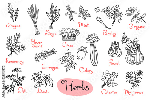 Set drawings of herbs used in cooking for design menus, recipes and packages product
