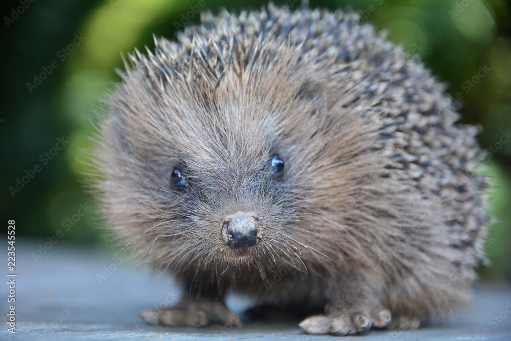 Igel ganz nah, schaut nach vorne mit grünem Natur Bokeh Igel ganz nah, schaut nach vorne mit grünem Natur Bokeh