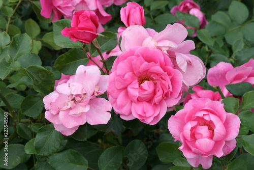 Rosen