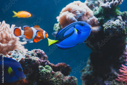 Fotografie Aquarium Fish blue surgeonfish paracanthurus hepatus or blue tang, regal tang, palette surgeonfish