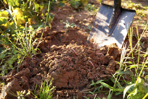 Tablou pe pânză earthworms in healthy topsoil when digging after the vegetable harvest