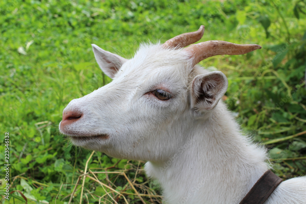 Homemade goats in the pen on farm Homemade goats in the pen on farm