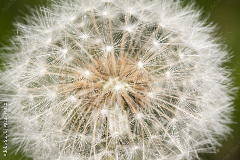Pusteblume 2 Pusteblume 2