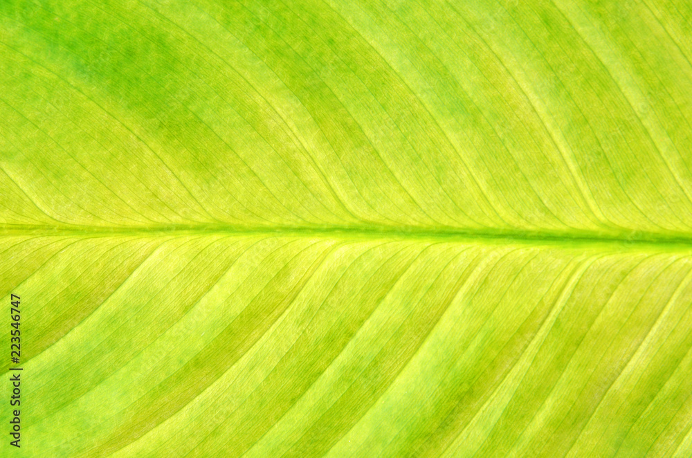 Green leaf background Green leaf background