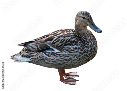 Duck, isolated on white