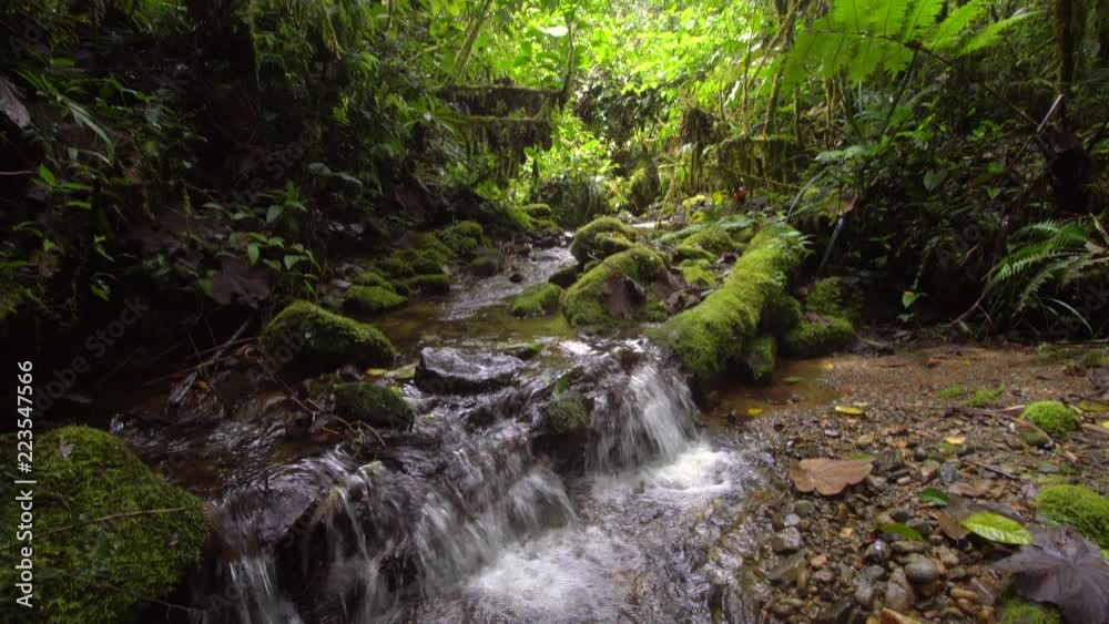 A clearwater stream flowing through montane rainforest at 1.900m elevation in the Cordillera del Condor, a site of high biodiversity and endemism in southern Ecuador A clearwater stream flowing through montane rainforest at 1.900m elevation in the Cordillera del Condor, a site of high biodiversity and endemism in southern Ecuador