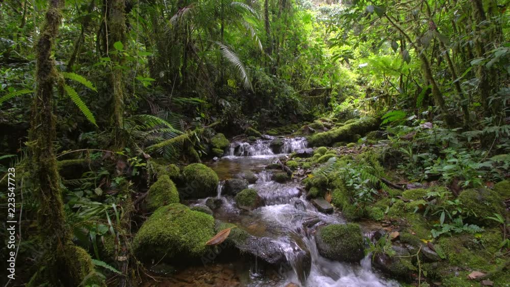 A clearwater stream flowing through montane rainforest at 1.900m elevation in the Cordillera del Condor, a site of high biodiversity and endemism in southern Ecuador A clearwater stream flowing through montane rainforest at 1.900m elevation in the Cordillera del Condor, a site of high biodiversity and endemism in southern Ecuador
