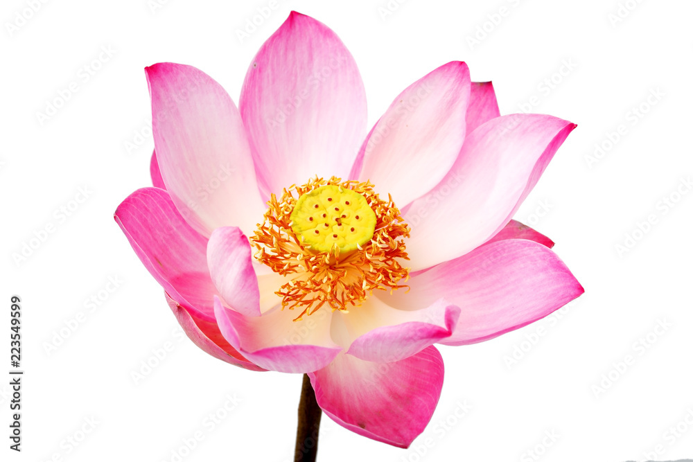 beautiful blooming lotus(water lily) flower isolated on white background