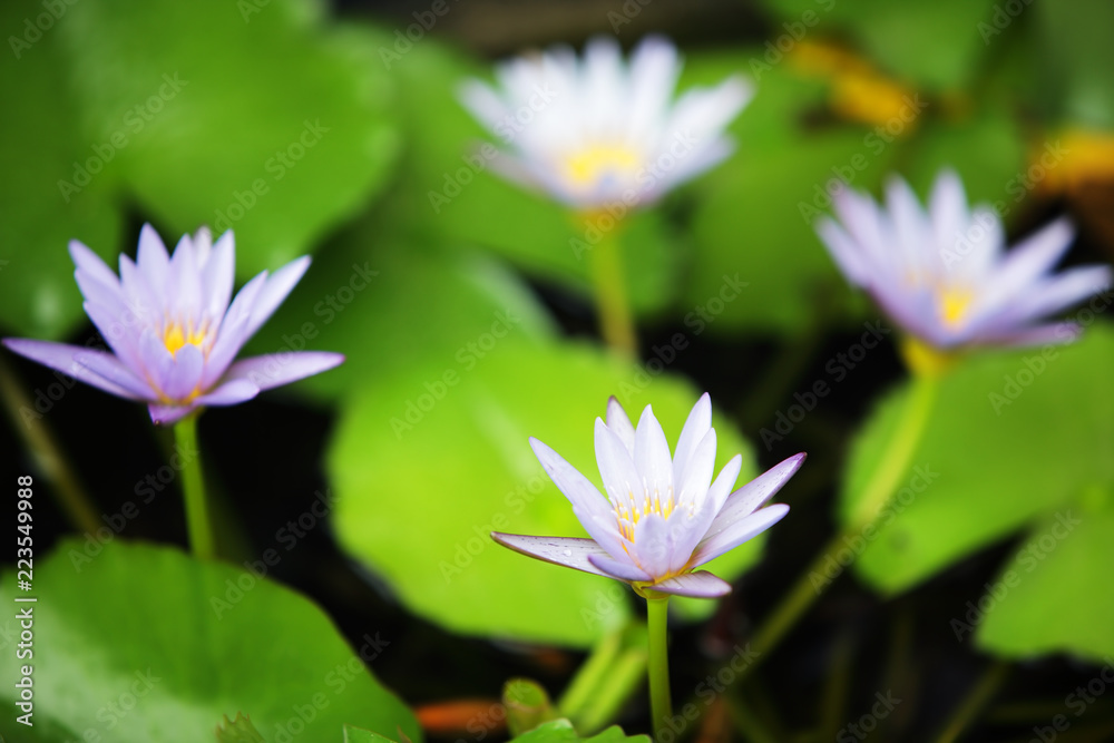 gruop of beautiful lotus flower blooming in pond. gruop of beautiful lotus flower blooming in pond.