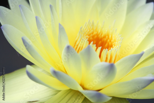 close up of beautiful yellow lotus flower.