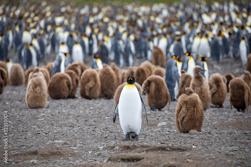 penguin in the arctic