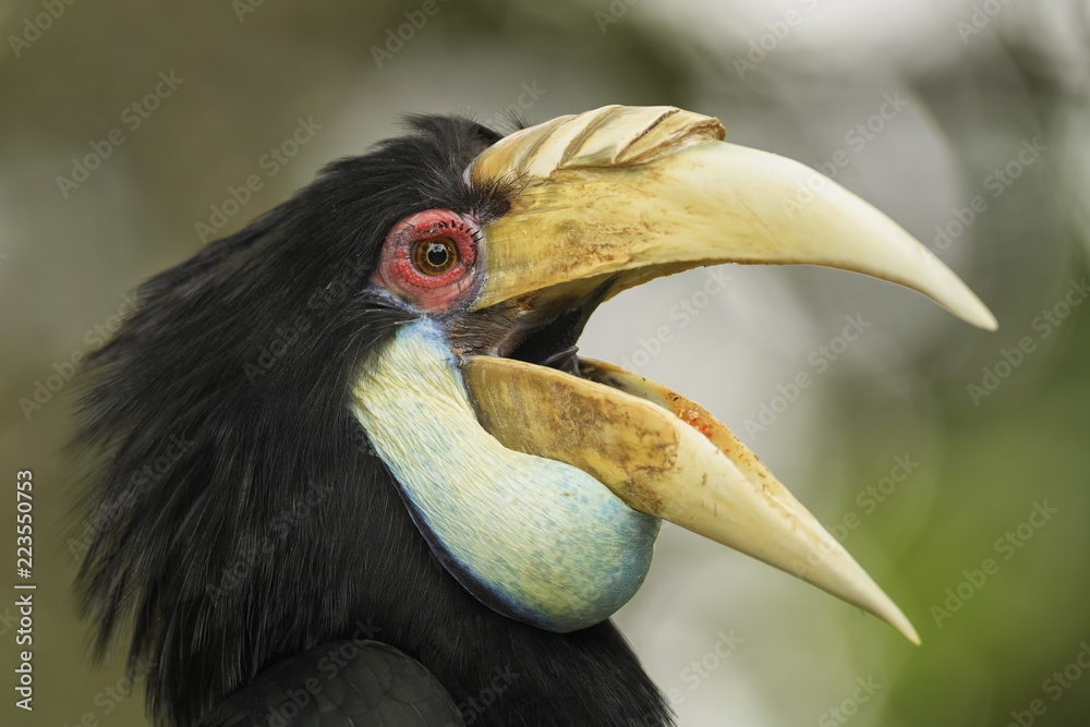 Obraz premium Wreathed Hornbill - Rhyticeros undulatus, beautiful colorful hornbill from Southeast Asian forests and woodlands.